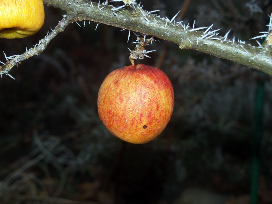 Letzter Apfel 2007