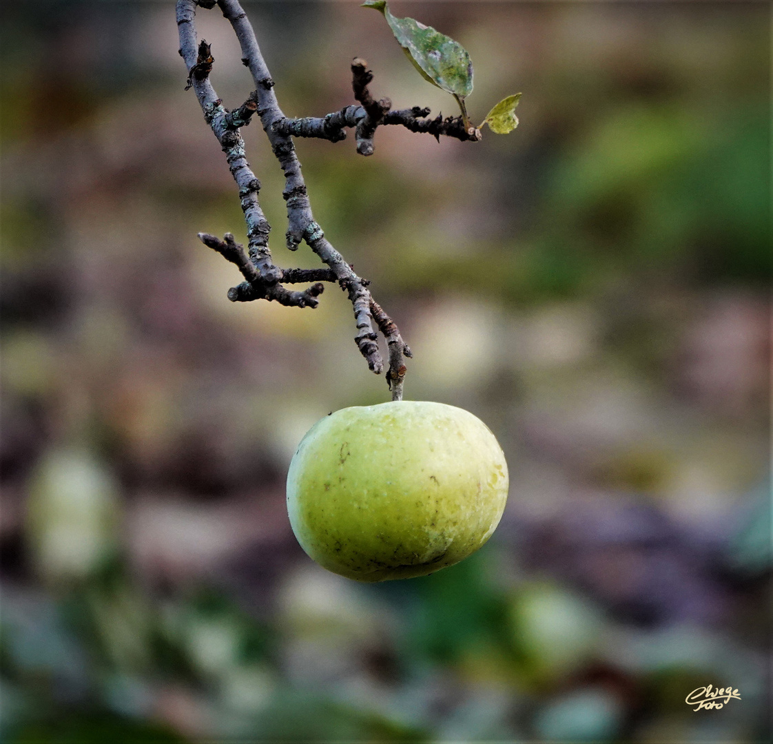 Letzter Apfel vor der Autobahn