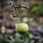 Letzter Apfel vor der Autobahn