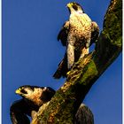 Letzter Ausflug im Greifvogelpark Potzberg