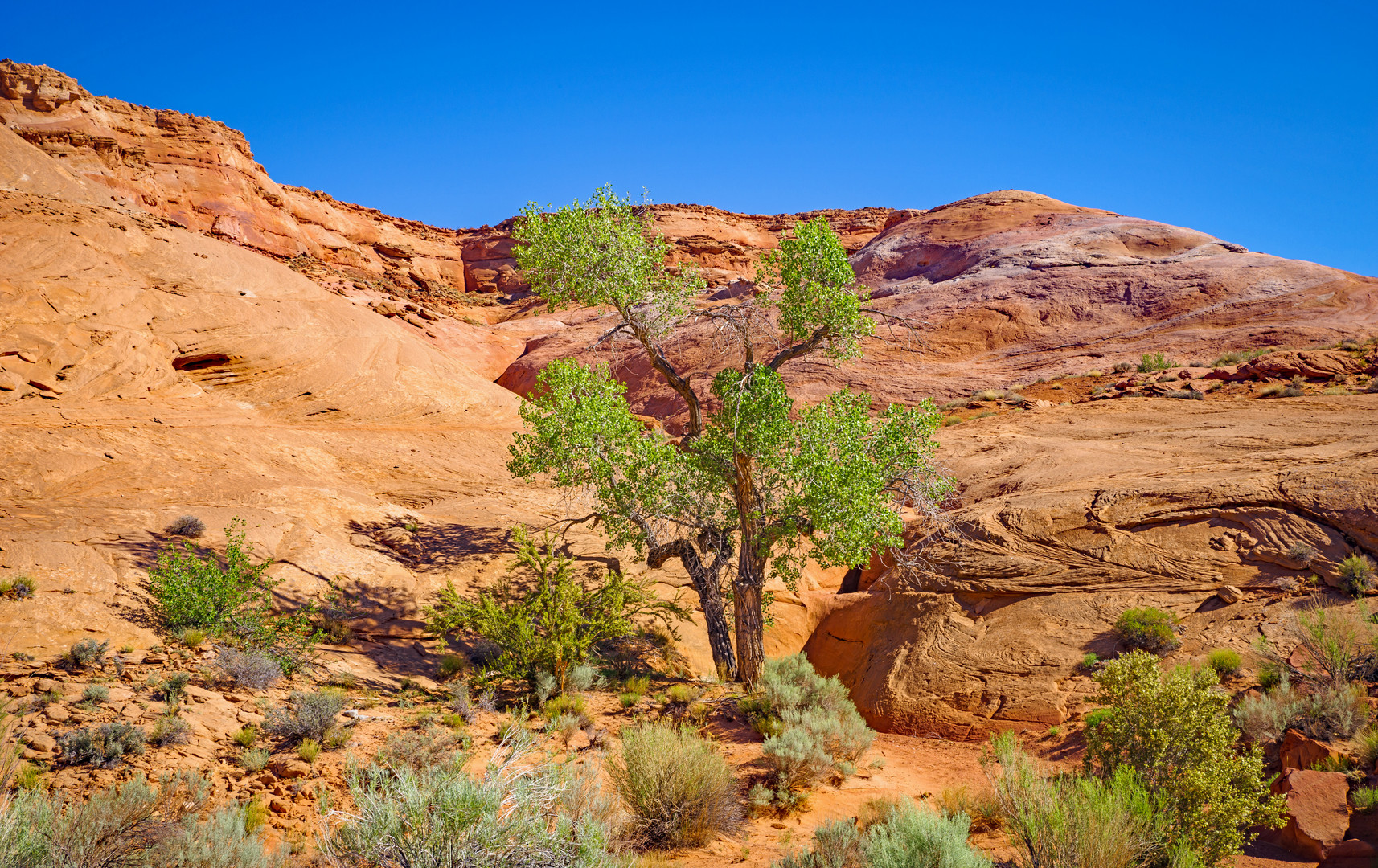 Letzter Baum vor dem Canyon