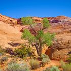 Letzter Baum vor dem Canyon