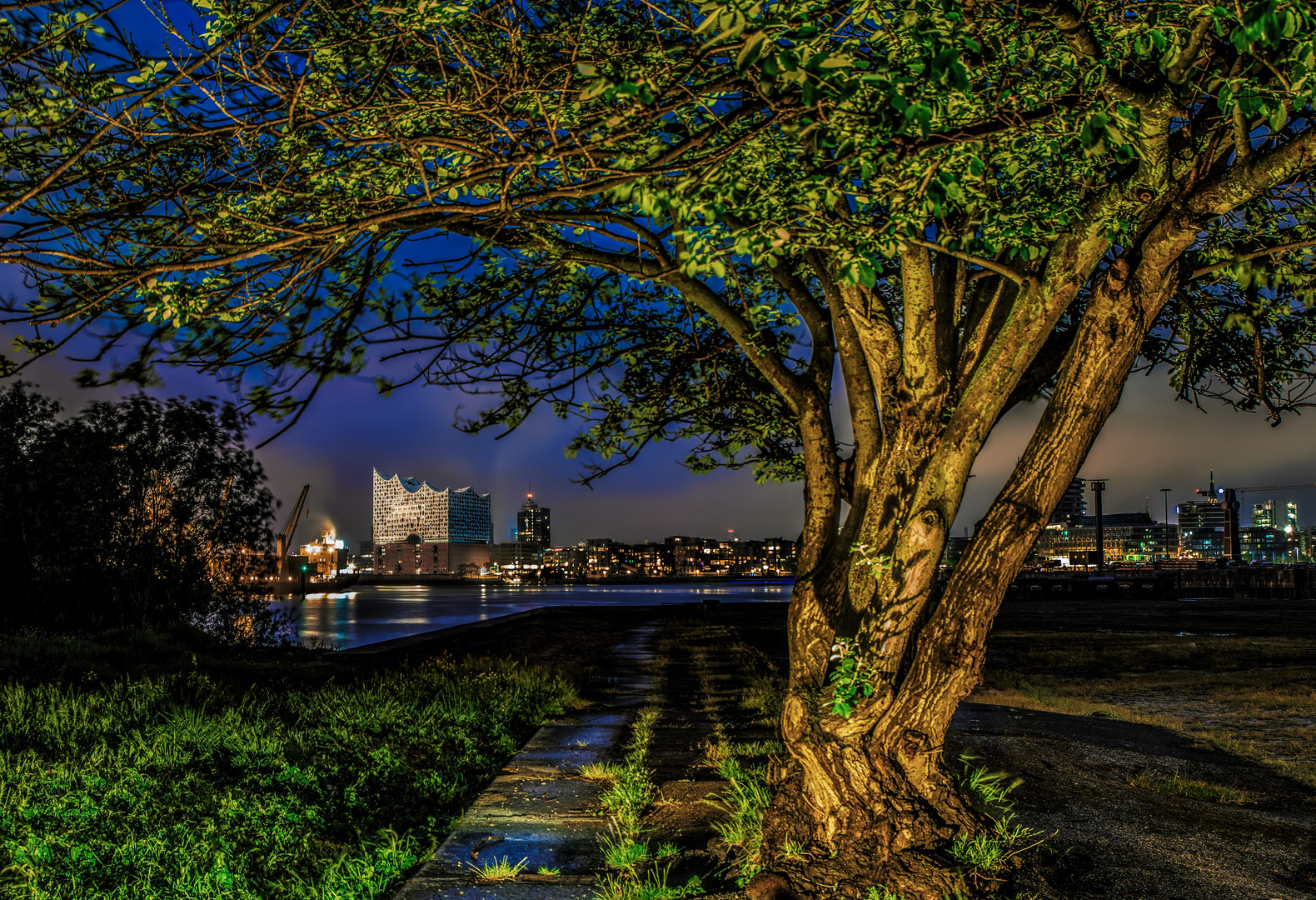 Letzter Baum vor der HafenCity