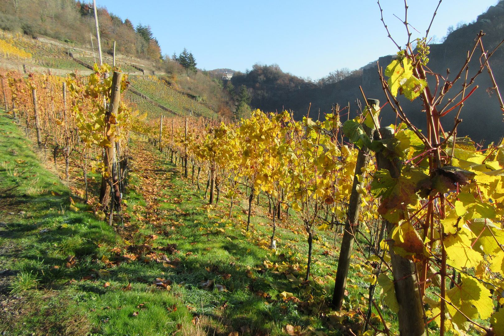 Letzter Blick auf die Weinreben