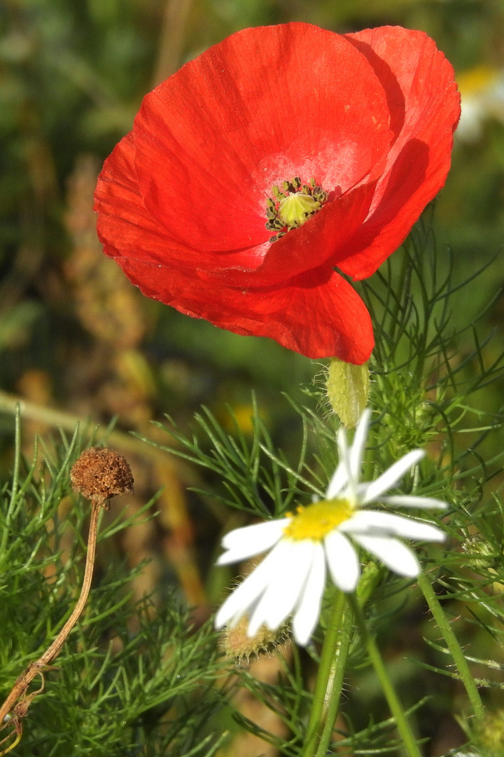 letzter blühender Herbstmohn