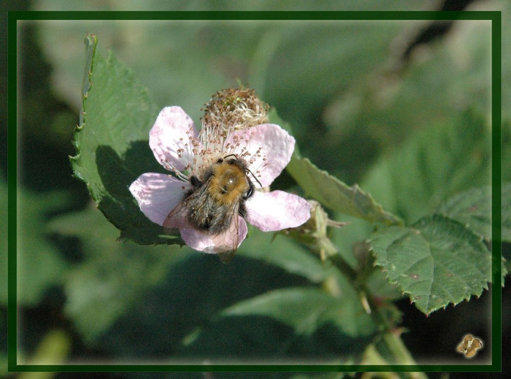 ** Letzter BrombeerBlüten Besuch **