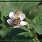 ** Letzter BrombeerBlüten Besuch **