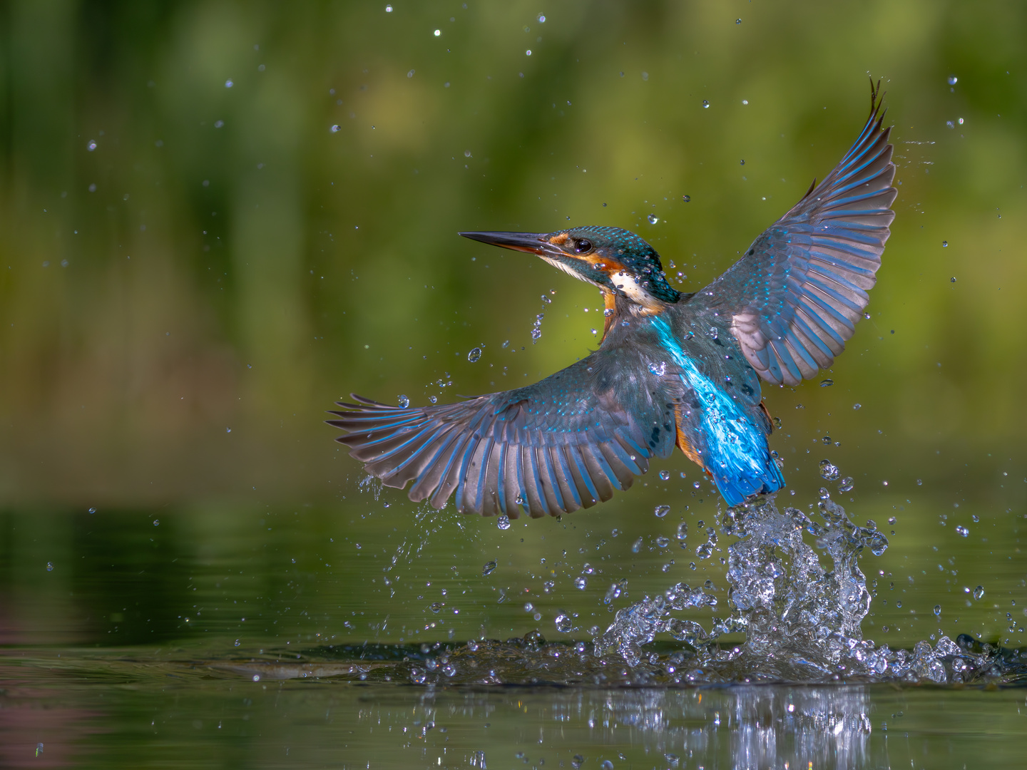 Letzter Eisvogel für dieses Jahr?