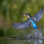 Letzter Eisvogel für dieses Jahr?