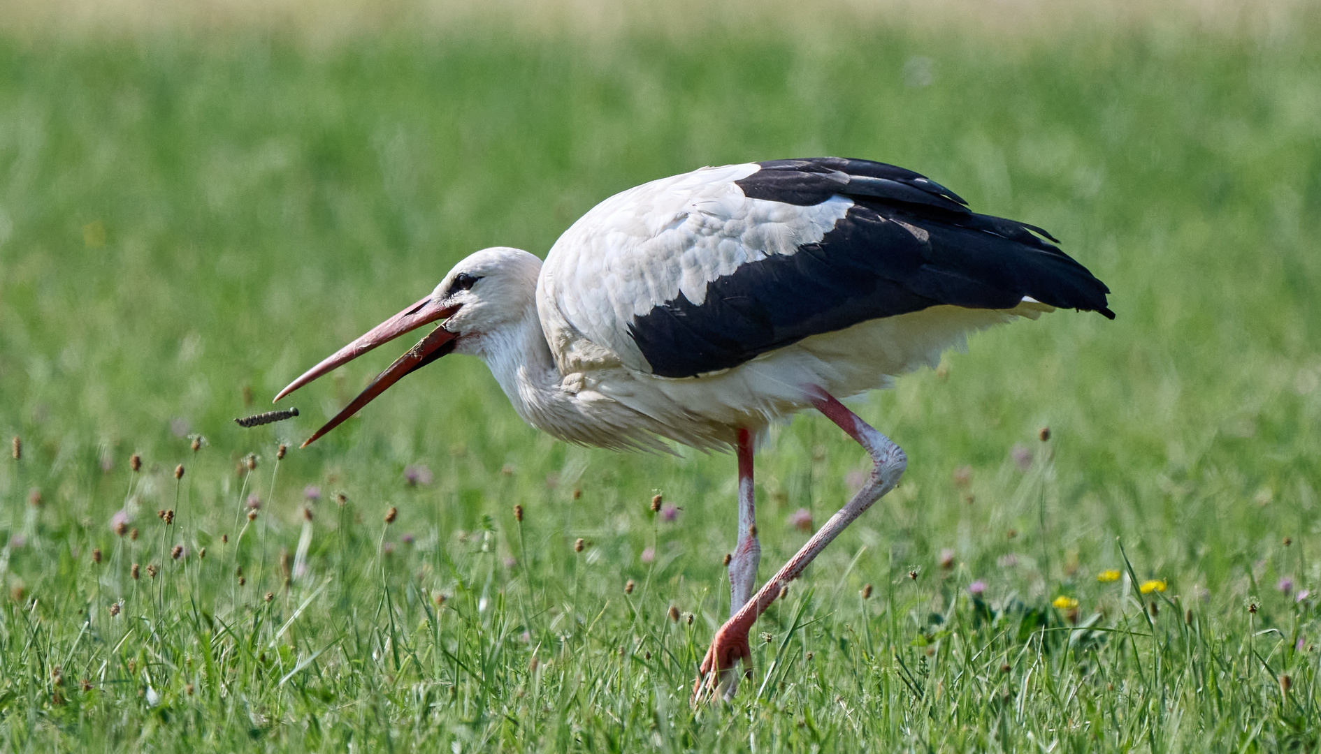 letzter Flug des künftigen Schmetterlings