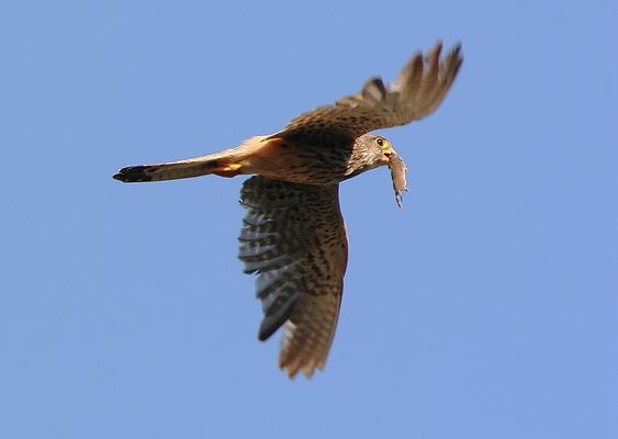 Letzter Flug mit Falkenairline