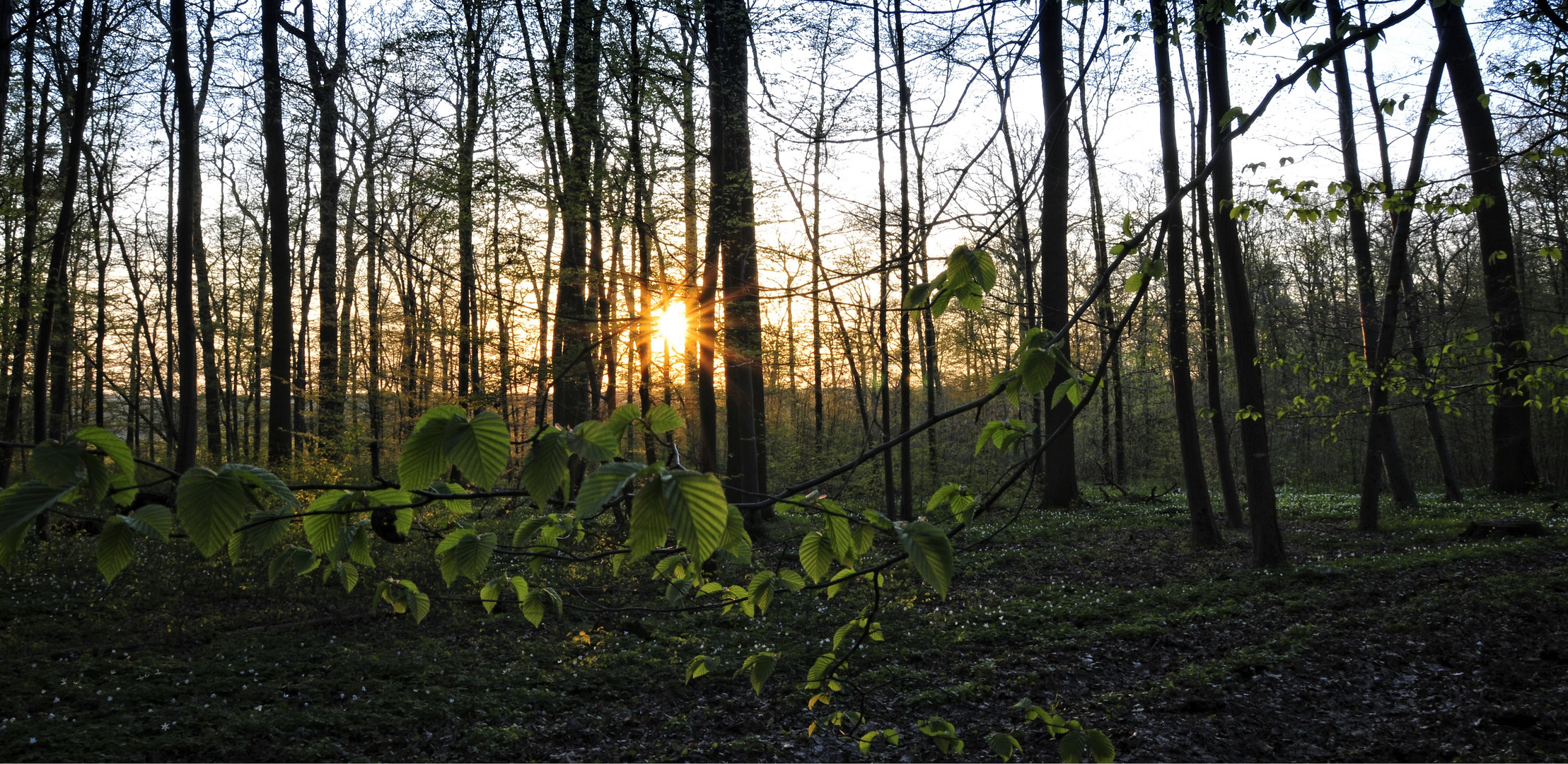 Letzter Frühling........