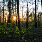 Letzter Frühling........