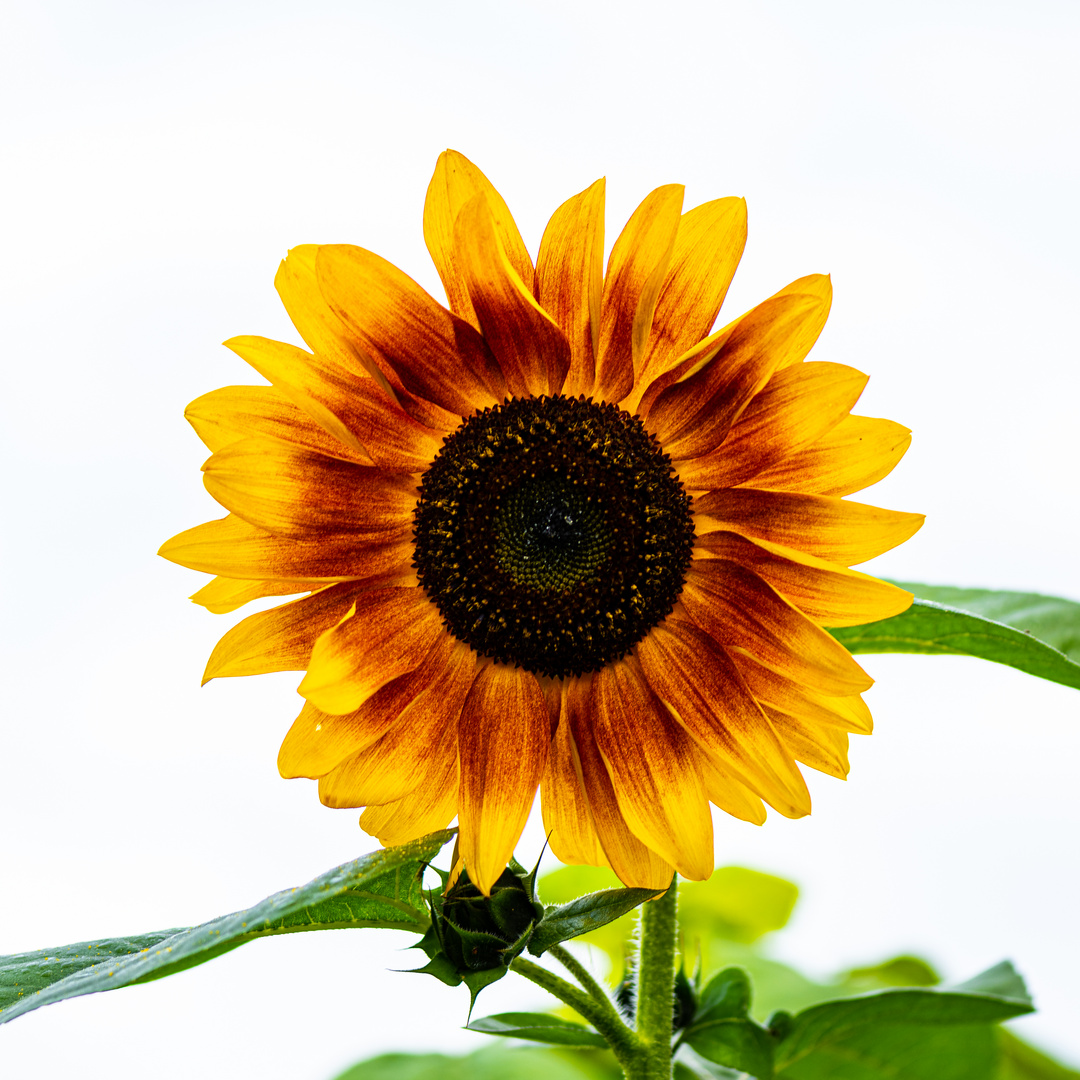 Letzter Gruß des Sommers 2