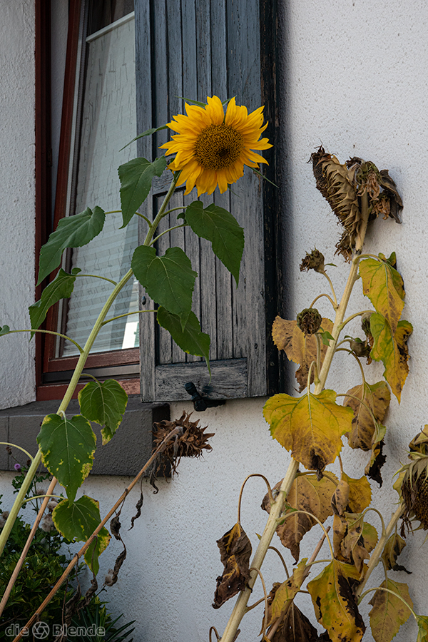 Letzter Gruß vom Sommer...