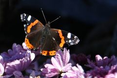 Letzter Gruß vom Sommer