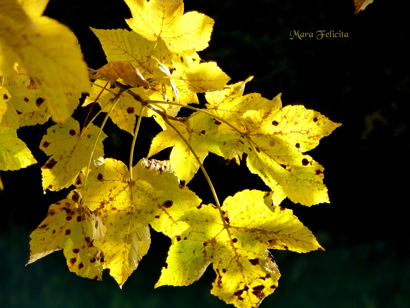 Letzter Gruss vor dem Winter