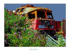 letzter Halt beim Sommerflieder