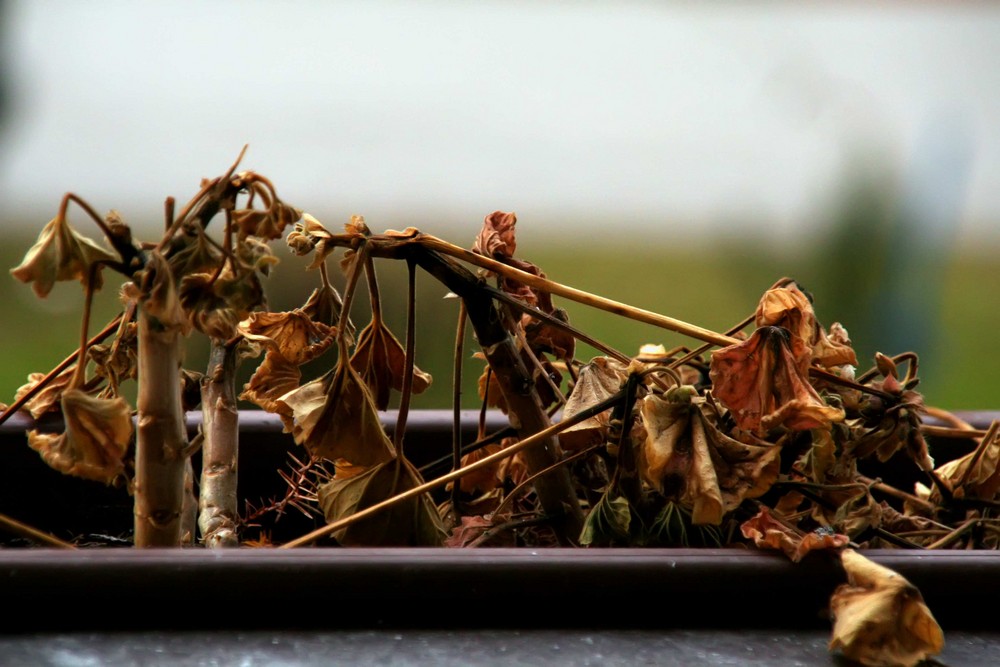 letzter herbstag (pelargonien)