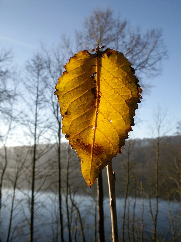 Letzter Herbstbote