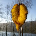 Letzter Herbstbote