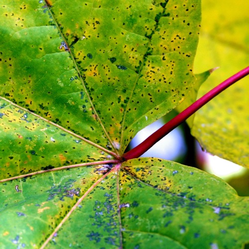 Letzter Herbstgruß