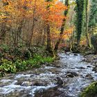 Letzter Herbstgruss