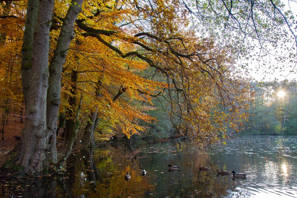 Letzter Herbstzauber in diesem Jahr