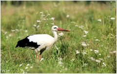 Letzter Klapperstorch