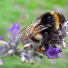 letzter lavendel