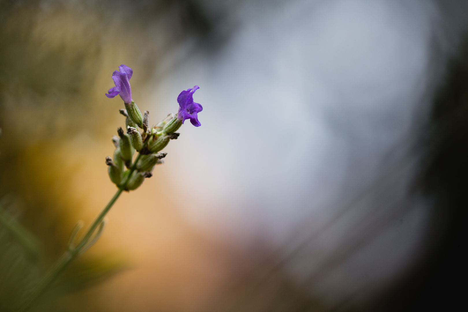 Letzter Lavendel