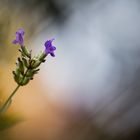 Letzter Lavendel