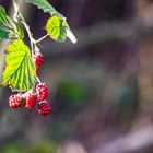 Letzter leckerer Gruss vom Herbst ...