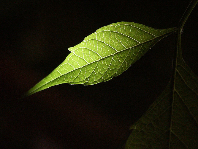 Letzter Lichtstrahl