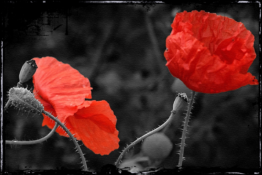 Letzter Mohn