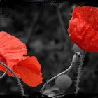 Letzter Mohn