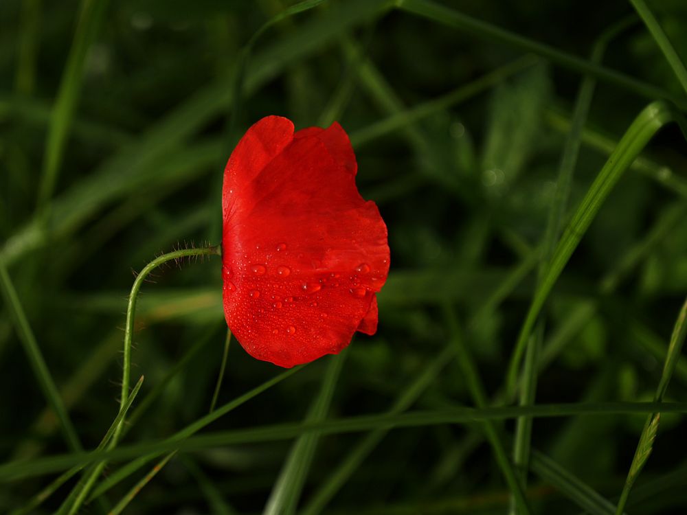 letzter Mohn