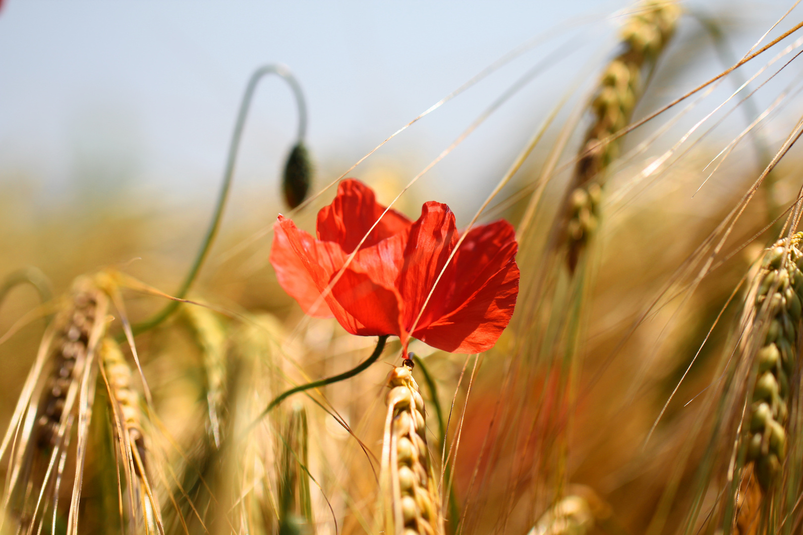 Letzter Mohn