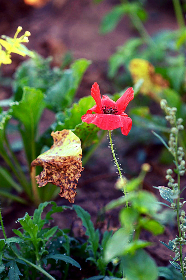 Letzter Mohn