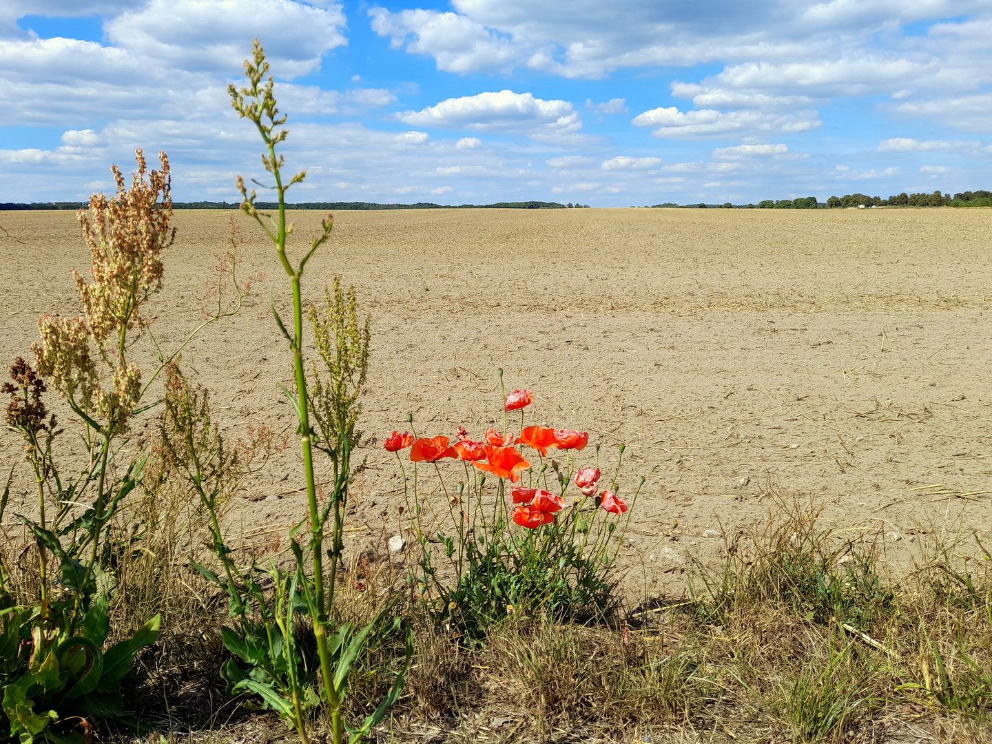 letzter Mohn