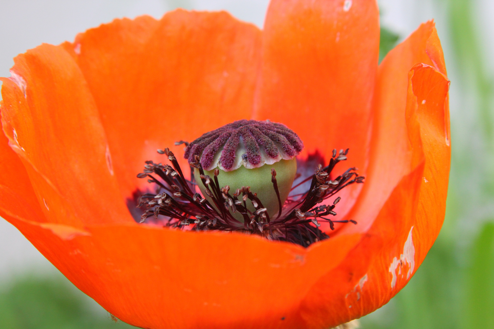 Letzter Mohn