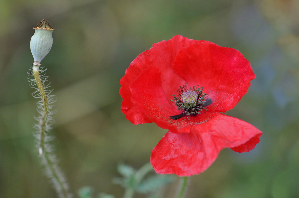 letzter MOHN