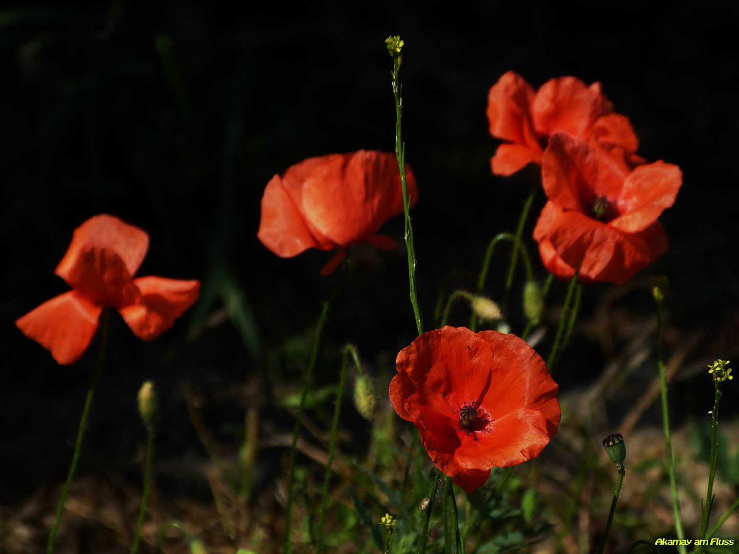 Letzter Mohn im Frühherbst