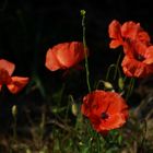 Letzter Mohn im Frühherbst