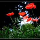 Letzter Mohn im Frühsommer