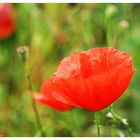 Letzter Mohn - ORIGINAL!