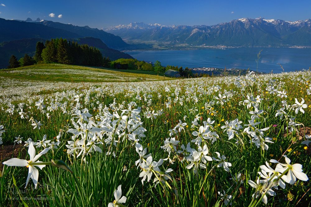 Letzter Narzissenblick