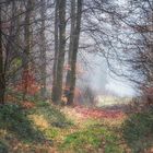 Letzter Nebel im Wald