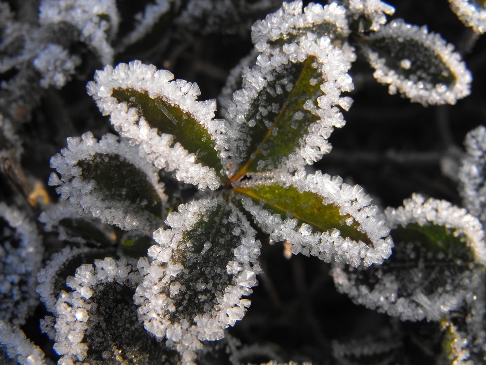 Letzter Raureif am Morgen 2008