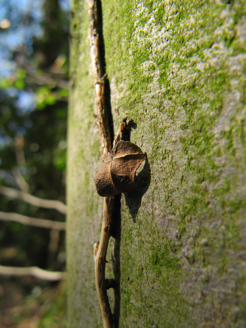 letzter Rest Herbst